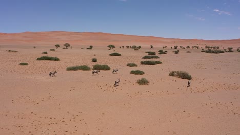 a beautiful tracking shot of antelopes running through the namibian desert on a sunny day outdoor, no people, wilderness
