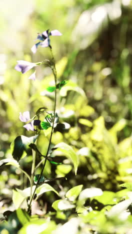 purple flowers in sunlight