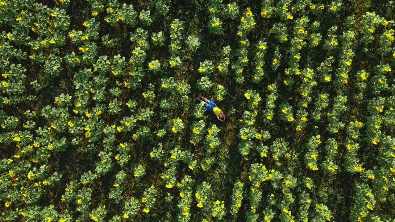 Person lying in a sunflower field