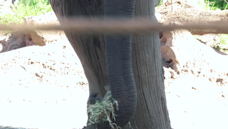 trompa de elefante mientras come hierba durante el día soleado en el parque zoológico