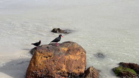 black oyster catchers feeding on rocks