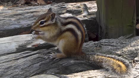 Nami-Island-closeup-squirrel-eating-nut-on-the-the-wooden-bridge