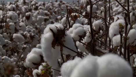 algodón para la exportación en brasil, un producto agrícola importante