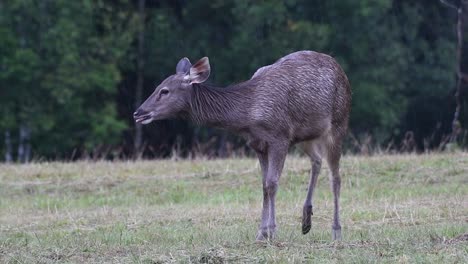 el ciervo sambar es una especie vulnerable debido a la pérdida de hábitat y la caza