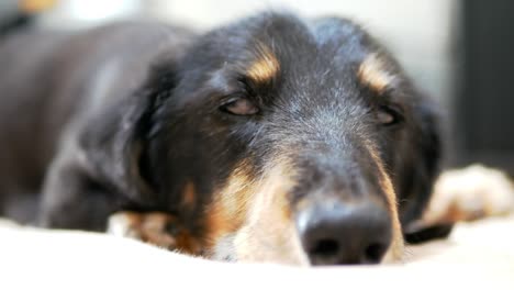 the drowsy dachshund