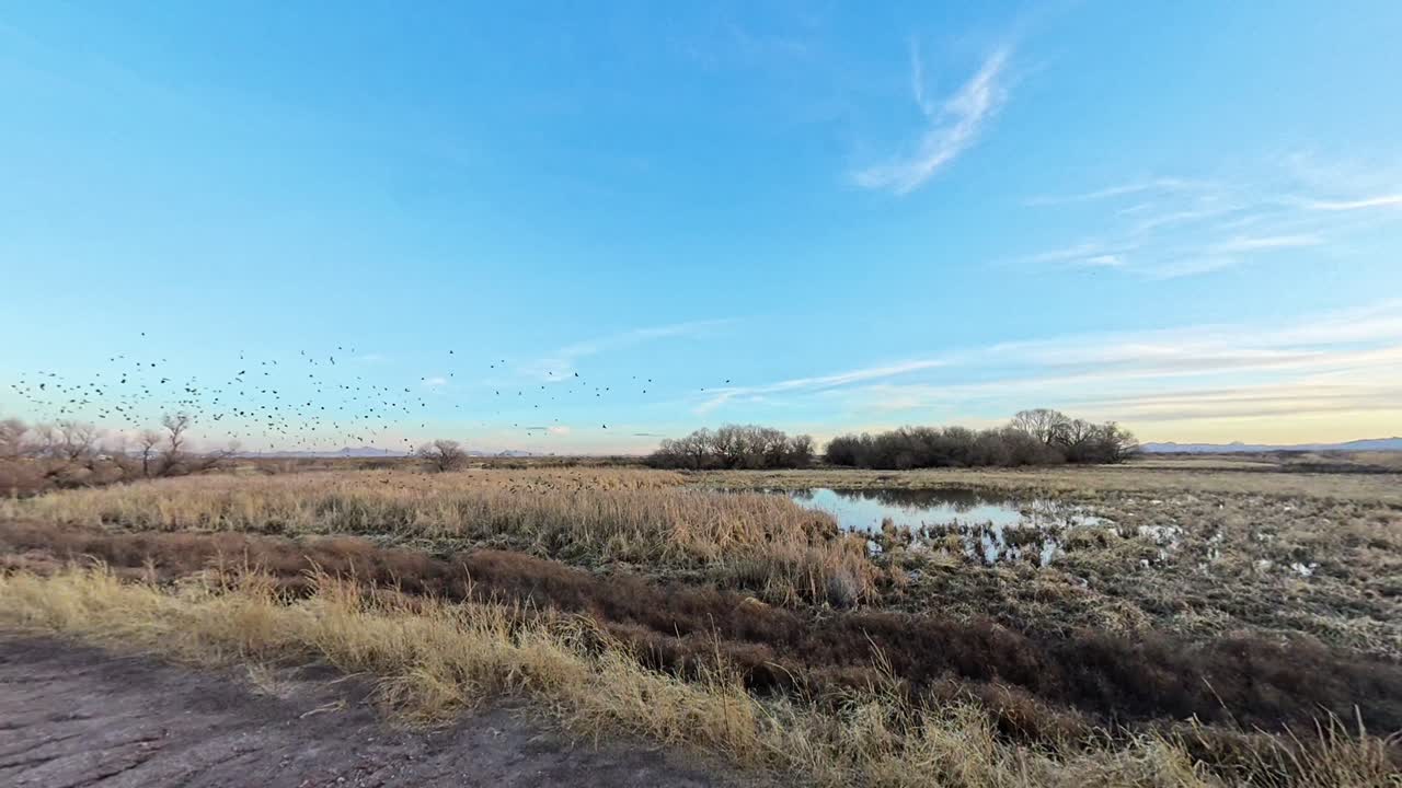 A large flock of birds launch into the air in the winter Arizona.