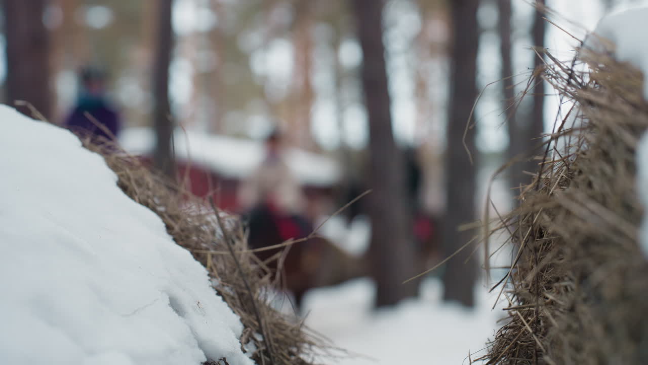 흐릿한 전경, 치유 효과가 있는 기수들, 부드러운 겨울 팔레트와 차분한 소나무 배경 속에서 코치의 지지를 받으며 느린 속도로 진행되는 말 치료 환경, 치유적인 분위기와 안정적인 말