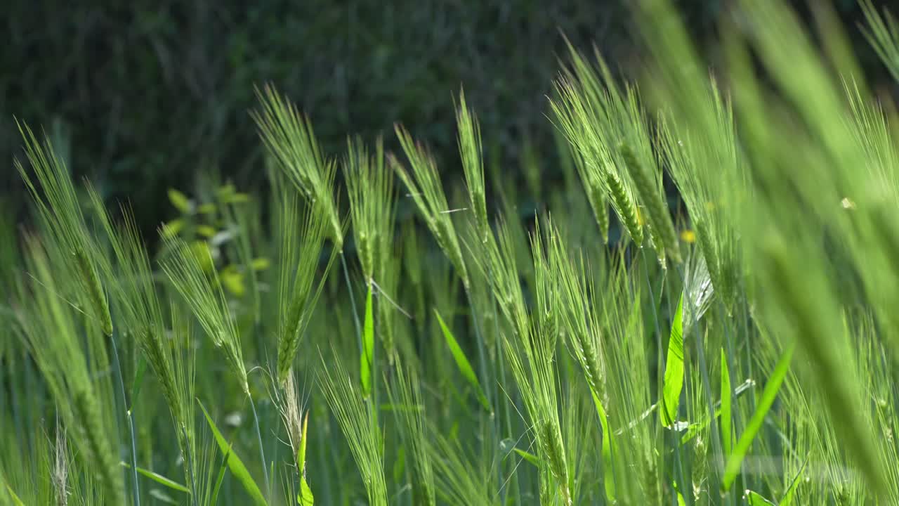 Wheat cultivated in the hilly areas.