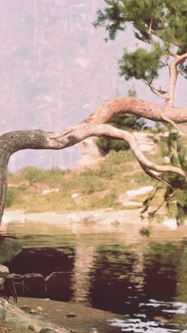 a lone pine tree reaches out over a tranquil lake