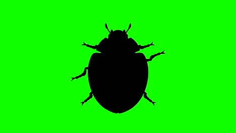 escarabajo fijo en pantalla verde, silueta animada en cg, bucle