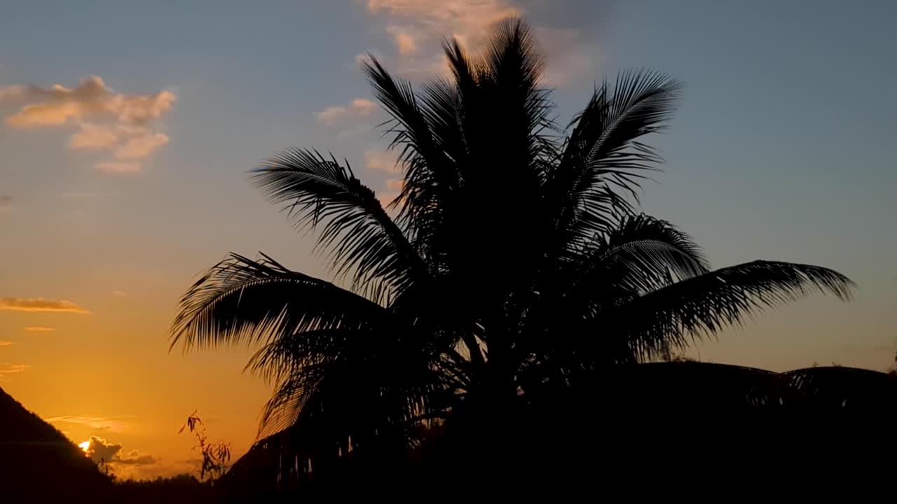 Silhouette of Palm Tree at Sunset
