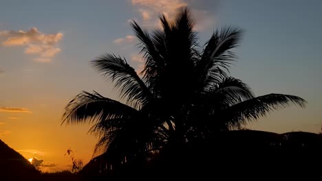silhouette of palm tree at sunset