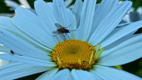 macro closeup of fly resting on a white daisy flower in bright sunlight