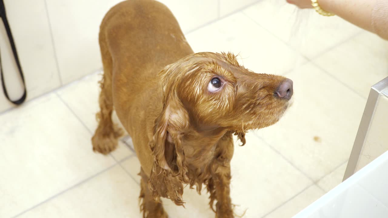 mujer lava el cocker spaniel dorado en el baño con ducha