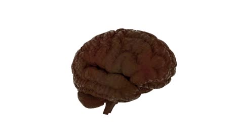 cerebro humano realista girando sobre un fondo blanco. animación en bucle. contiene canal alfa
