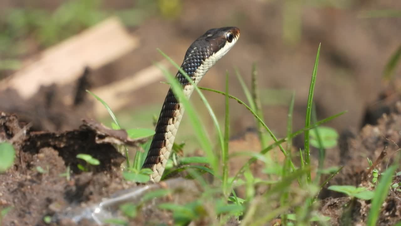serpiente dendrelaphis tristis en el suelo - hallazgo - palanca