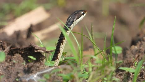 Serpiente-Dendrelaphis-Tristis-En-El-Suelo---Hallazgo---Palanca