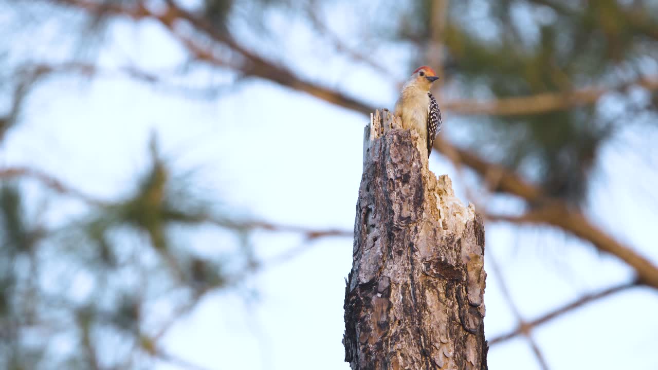 pájaro carpintero de vientre rojo llamando en la parte superior del tocón de árbol