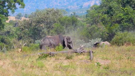 Elefant-Wirft-Schmutz-Ins-Tierheim