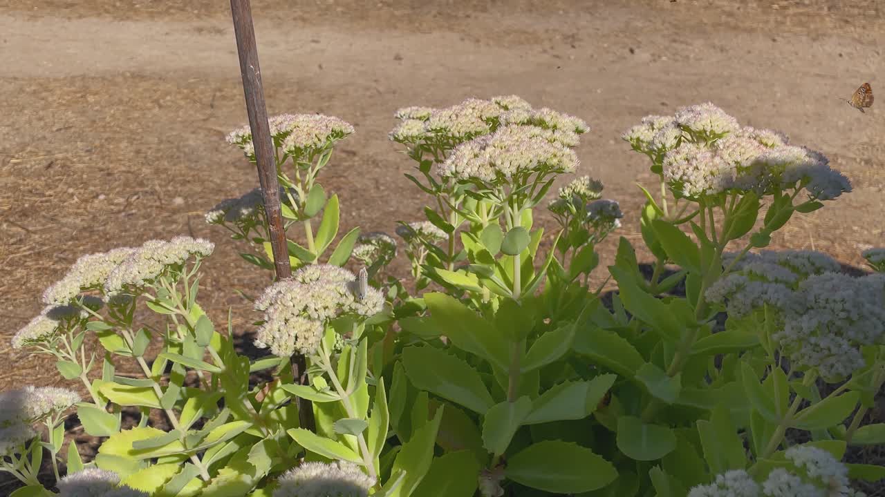 Slow motion of a butterfly flying and landing on white Sedum flowers, while small insects flutter around the plant in the warm air with a soft, natural movement