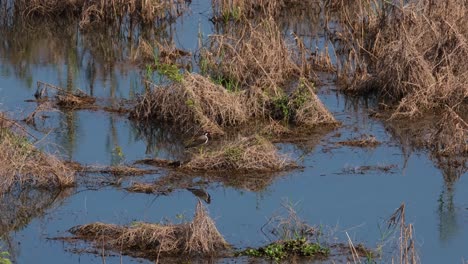 a zoom out of this bird at a swamp while its reflection is revealed on the water, red-wattled lapwing vanellus indicus, thailand