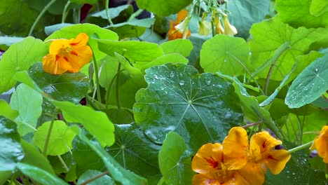 a gentle rain falling on leaves in slow motion