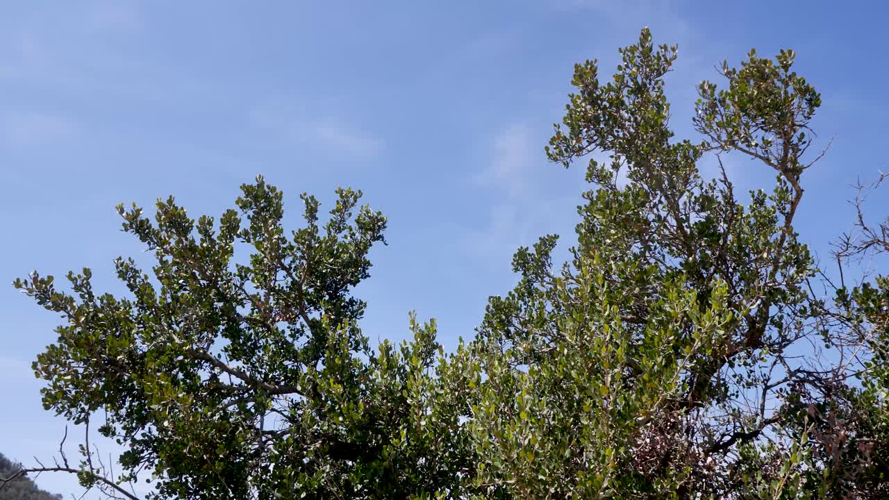 바람에 의해 움직이는 엔도트로피스