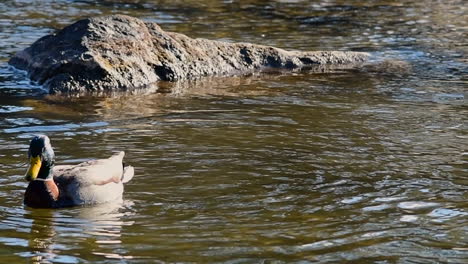 mallard duck swimming and diving in the deschutes river, bend, oregon