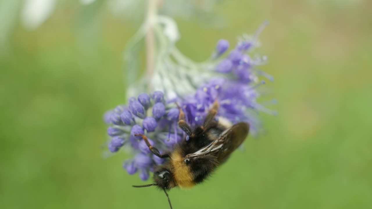Bumblebee on Purple Flower Close Up