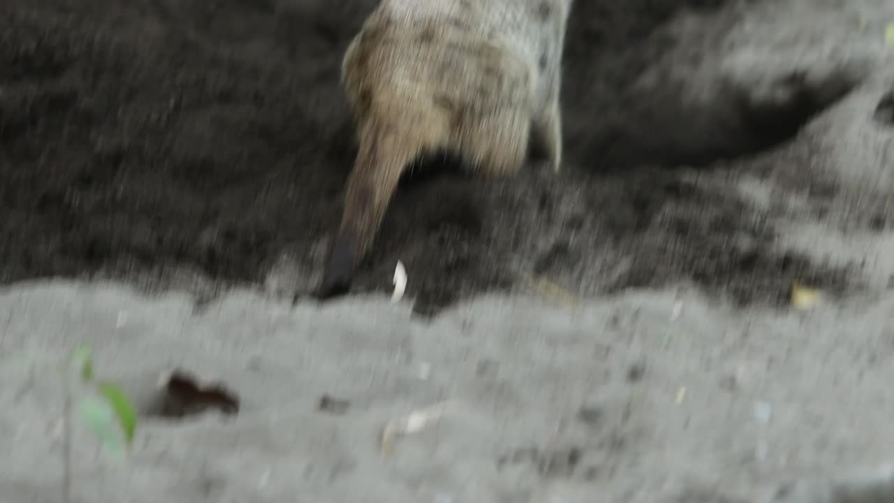 Closeup of Alert Meerkat Looking Around with Curious Expression in Natural Habitat