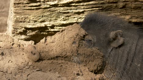 Close-up-of-a-tired-Visayan-Warty-Pig