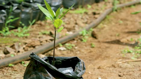 green bio organic low waste smart agriculture - a mango seedling in a home garden, indoor farming kenya africa during covid 2020-2021 social distancing 2020 new year 2021