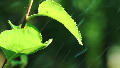 water drops falling on green leaves. slow motion