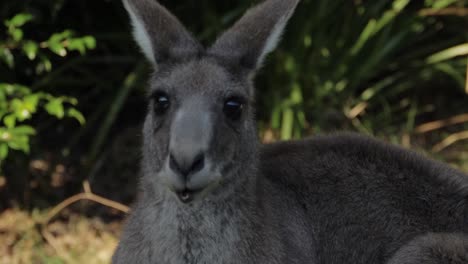 Ein-Wachsames-östliches-Graues-Känguru,-Das-Sich-Beim-Mampfen-Umschaut---Naturpark-In-Qld,-Australien---Aus-Der-Nähe