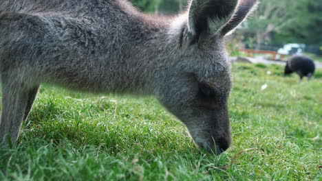 Joey-Canguro-Gris-Occidental-Comiendo-Hierba-Durante-El-Día-En-El-Parque-Forestal