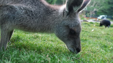 joey canguro gris occidental comiendo hierba durante el día en el parque forestal