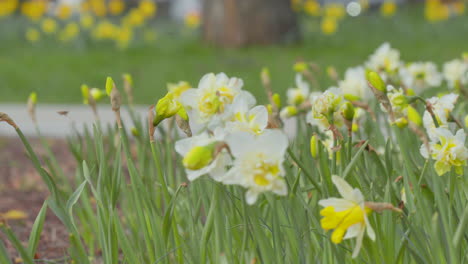 close-up,-possibly-macro,-shot-of-a-beautiful-cluster-of-daffodils