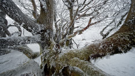 snow-covered trees in winter forest with branches and frost-covered trunks
