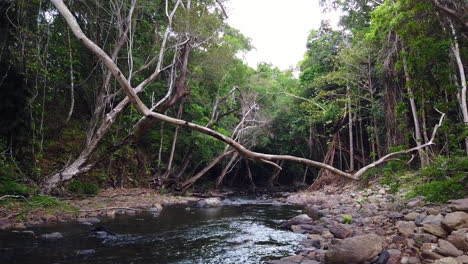 Flowing-creek-in-Cairns-Australia-looking-downstream