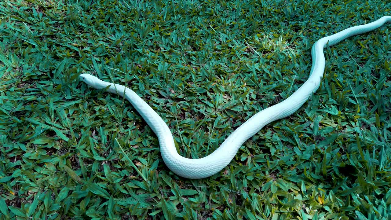 serpiente de la especie elaphe obsoleta lindheimeri pasando por el jardín