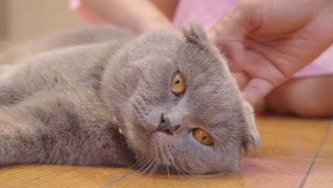 grey scottish fold cat being petted