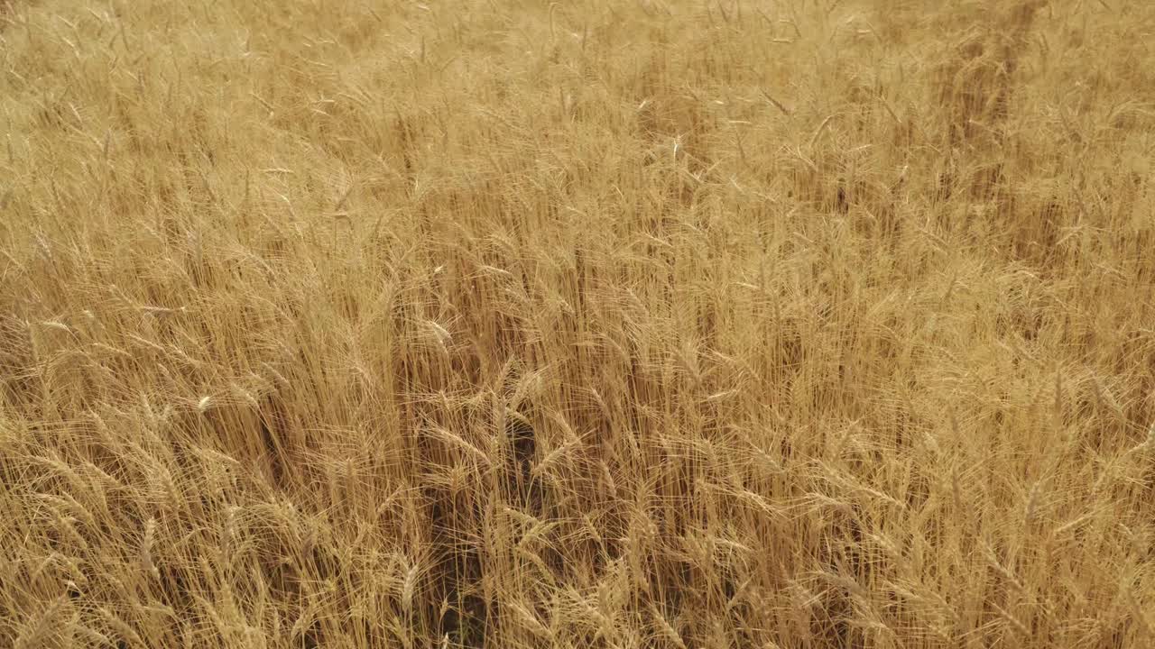 kvinde, der rører ved hvede med hånden i en gul hvedeplads