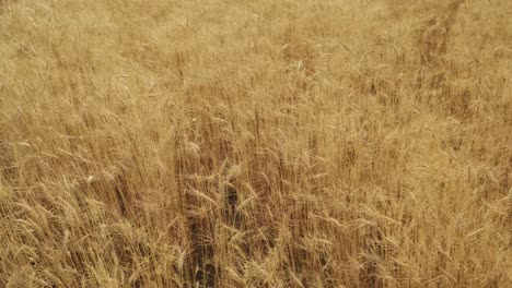 mujer tocando el trigo con la mano en el campo de trigo amarillo