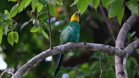 Preening-while-making-a-call-and-flicking-its-tail,-a-Long-tailed-Broadbill-Psarisomus-dalhousiae-is-waiting-for-a-possible-mate-in-a-forest-in-Thailand