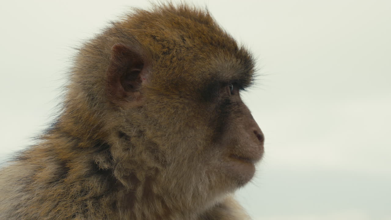 Ritratto ravvicinato dettagliato di un macaco di Barberia sulla Rocca di Gibilterra con sfondo di cielo tenue e luce naturale costiera