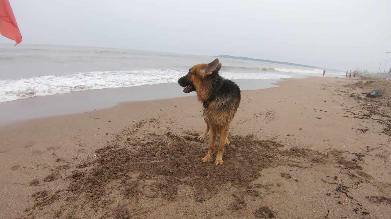 perro pastor alemán de pie en la playa cerca