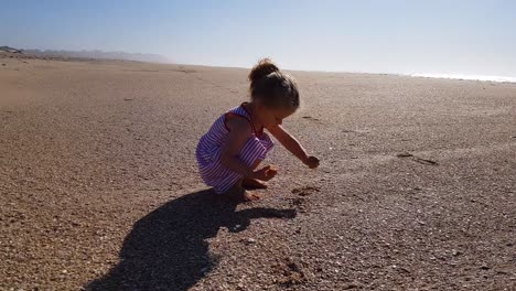 little girl is picking up sea shells on the beach