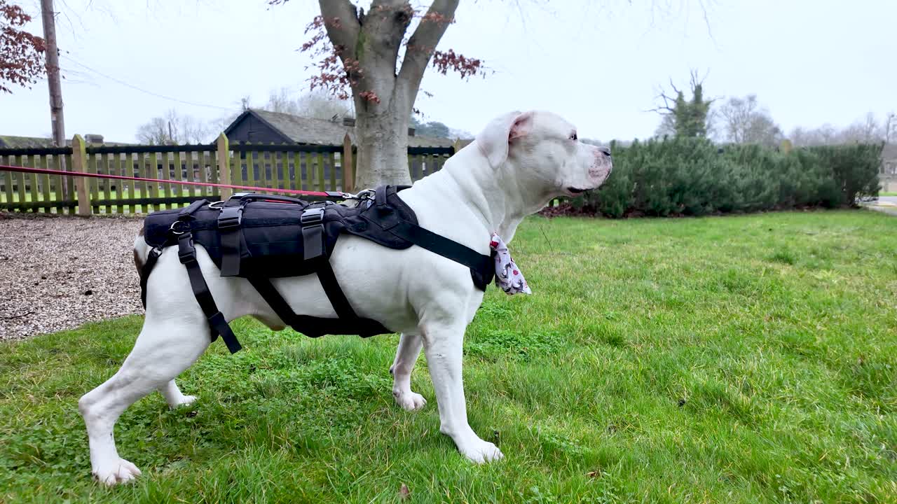 Witte Amerikaanse buldog met een zwart tuig en rugzak, staand in een groene tuin op een bewolkte dag
