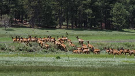 manada de alces en las montañas blancas pasando por una colina