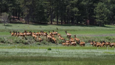 elk herd in the white mountains going over a hill